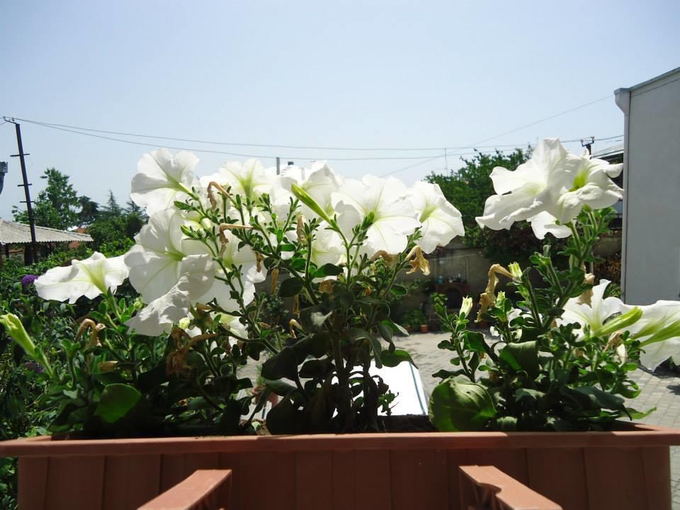 Guesthouse Giorgi Telavi Exterior photo